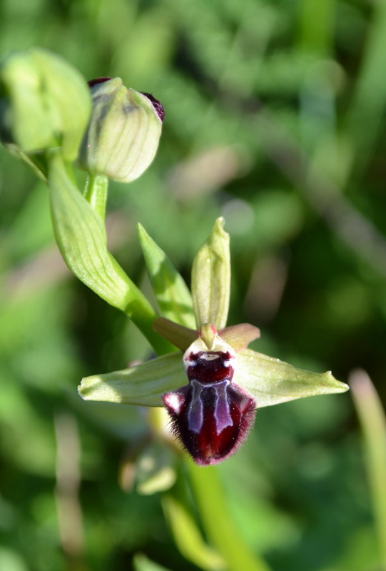 Ophrys incubacea